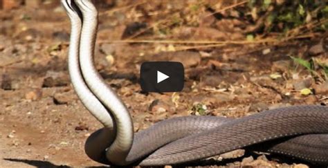 pinayflix mamba|Sa Damuhan Sumiksik si Black Mamba .